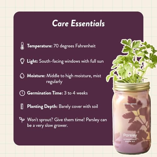 Modern Sprout Mason Garden Jar - Self-Watering Hydroponics Kit - Parsley