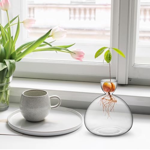 Large Avocado Grow Vase Glass Acorn Seed Starter Vase Planter for Growing