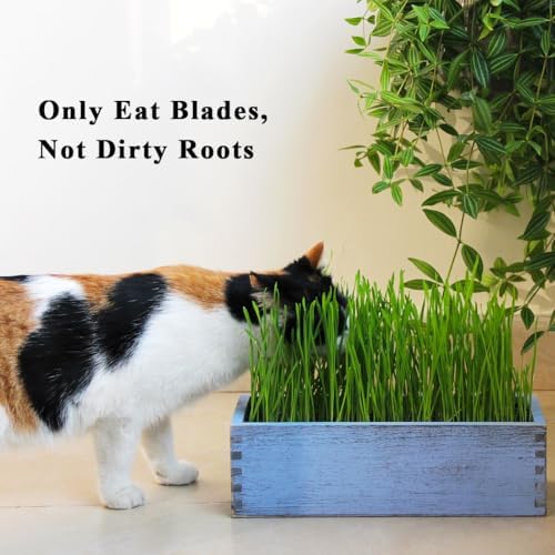 Wooden Cat Grass Planter (no Seeds Included) Anti Digging Design