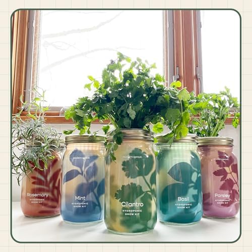 Modern Sprout Mason Garden Jar - Self-Watering Hydroponics Kit - Cilantro