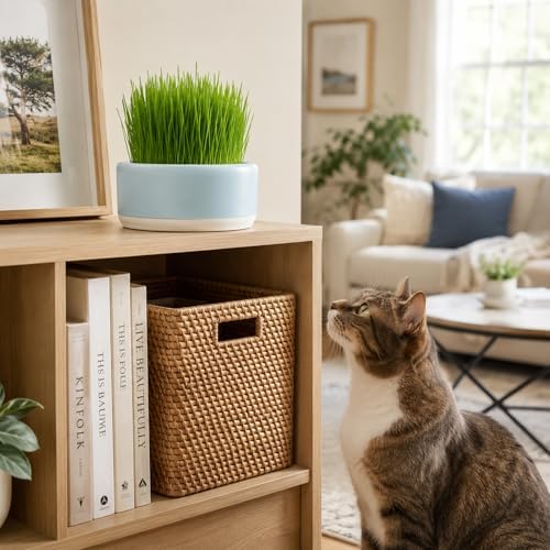 Hydroponic Cat Grass Planter, Plastic Catnip Cat Grass Box 5.31"x2.56", Soil-Free Anti-Digging Planting Trays, Wheatgrass Growing Pot for Indoor Cats Pets (Blue)