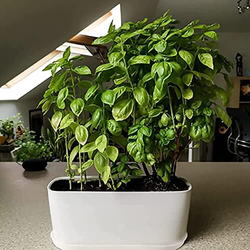 Window Box Planter with Saucers,10 Sets Rectangular Planter with Multiple Drainage Holes and Trays Plant Pots, for Succulent Cactus Flowers Vegetable
