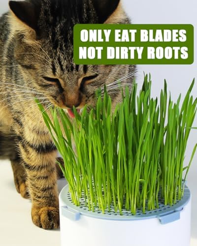 2Pcs Hydroponic Cat Grass Planter (no Seeds Included) for Indoor Cat