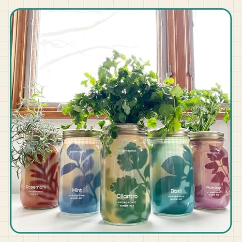 Modern Sprout Mason Garden Jar - Self-Watering Hydroponics Kit - Basil