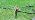 100pcs Drip Irrigation Emitters for 1/4" Drip Tubing