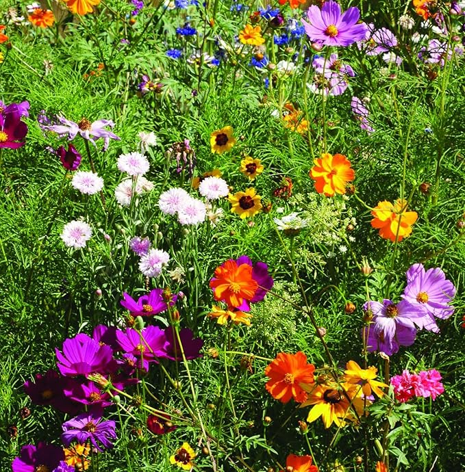 Bentley Wildflower Pollinator Mix, 25 Non-GMO Packets for Garden Planting, Non-Coated Flower Seeds to Grow Plants and Help Bees, Beautiful Gift