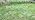 230FT Drip Irrigation System with 1/2" 1/4" Irrigation Tubing and Emitters