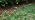 Anti-Drop Drip Irrigation Emitters Sprayers for 1/4" Tubing