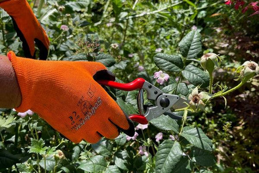Your September Garden Cleanup Checklist: What to Cut, Pull, Keep, and Leave Alone