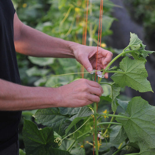 Plant Support Clips Make Tomato Season Much Easier