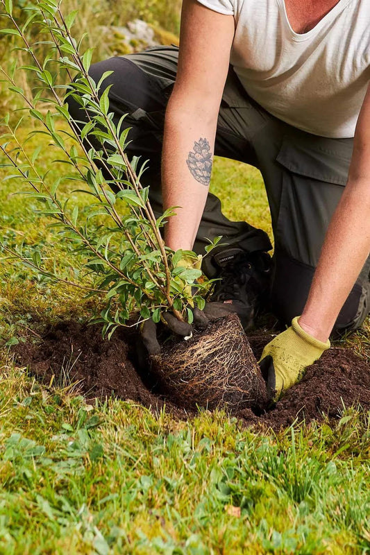 Plant Now, Enjoy Later: What to Plant in Your Yard This Fall