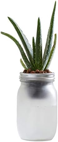 Back to the Roots Self Watering Grow Kit - Glass Hydroponic Planters for Succulents and Cacti Self-Watering System (Pack of 3)