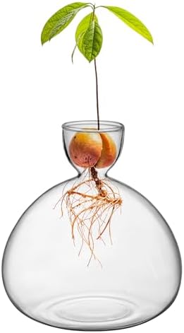 Large Avocado Grow Vase Glass Acorn Seed Starter Vase Planter for Growing