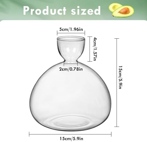 Large Avocado Grow Vase Glass Acorn Seed Starter Vase Planter for Growing