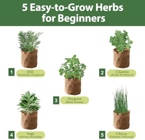 5 Herb Garden Planter Indoor with Wooden Box, Home Kitchen Seed Starter Kit Including Dill, Cilantro, Oregano, Sage, Chives, Birthday, Mothers Day, House Warming, Gardening Gifts for Women, Mom