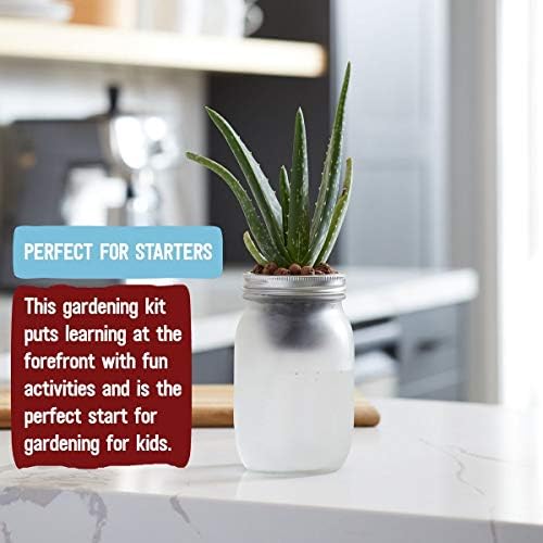 Back to the Roots Self Watering Grow Kit - Glass Hydroponic Planters for Succulents and Cacti Self-Watering System (Pack of 3)