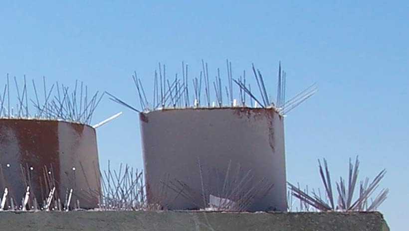 Bird-X Stainless Steel Bird Spikes, 8-inch Extra-Wide Spikes, Bird Spikes for Pigeons and Other Small Birds, Easy to Install, Contains 2 ft. Strips, Covers 24 Linear Feet Area, EWS-24