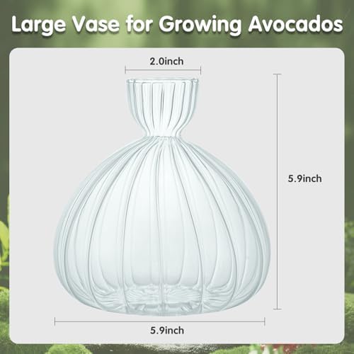 Large Avocado Grow Vase Glass Striped Acorn Seed Starter Vase for Growing