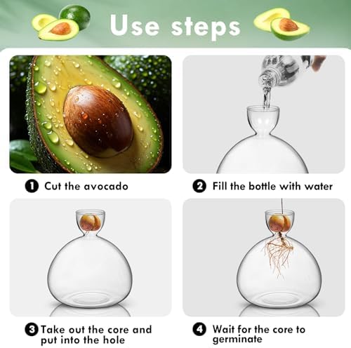 Large Avocado Grow Vase Glass Acorn Seed Starter Vase Planter for Growing