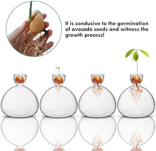 Large Avocado Grow Vase Glass Acorn Seed Starter Vase Planter for Growing
