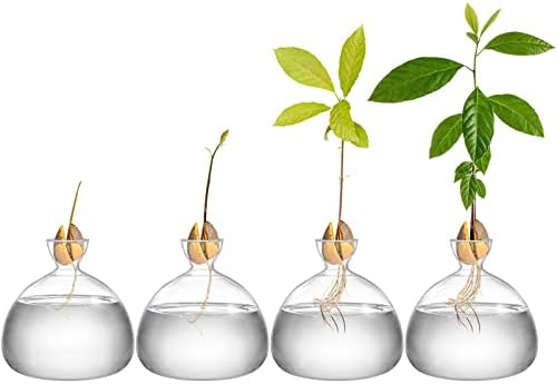 Hiceeden Avocado Seed Starter Vase Planter, Clear Avocado Tree Growing Kit Pot, Medium Avocado Vase Grow Glass Plant Pot Gift for Indoor Outdoor