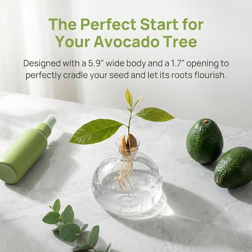 Hiceeden Avocado Seed Starter Vase Planter, Clear Avocado Tree Growing Kit Pot, Medium Avocado Vase Grow Glass Plant Pot Gift for Indoor Outdoor