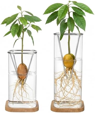Avocado Seed Growing Kit, Set of 2 Glass Vases with Stainless Steel Holder & Wood Base, Avocado Growing Vase Hydroponic Propagation Starter Kit for Sprouting, Home Decor Plant Gift - No Seeds