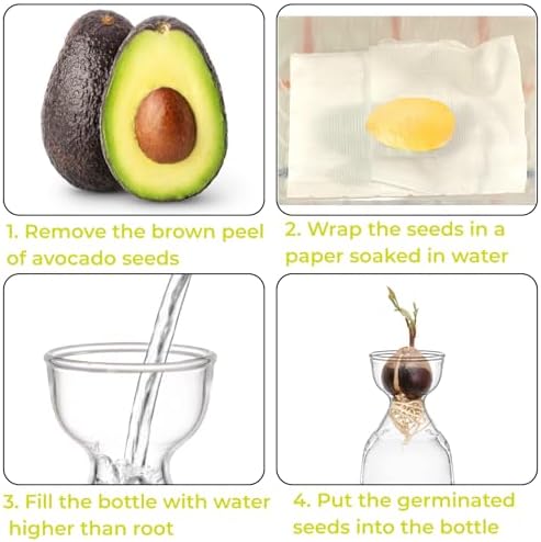 Hiceeden 3 Pack Avocado Seed Starter Vase for Growing, Glass Acorn Tree Growing Kit Vase, Small Avocado Tree Plant Pot Seed Planter, Flower Bud Vases Gift for Gardening Lovers