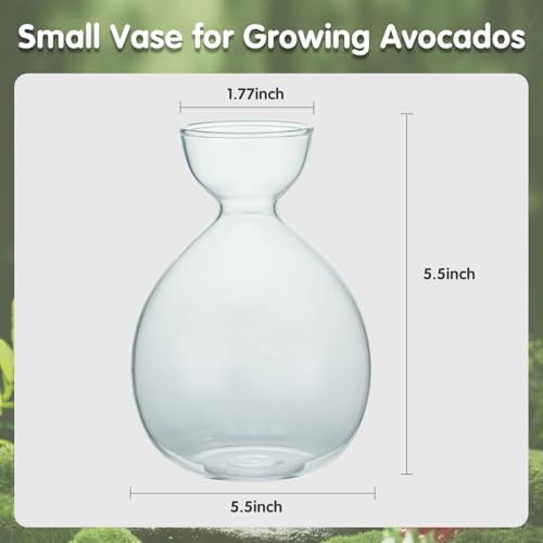 2PCS Small Avocado Grow Vase Glass Acorn Seed Starter Vase Pot for Growing
