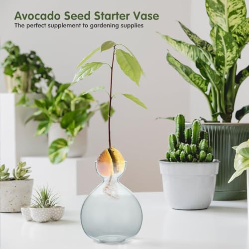 2PCS Small Avocado Grow Vase Glass Acorn Seed Starter Vase Pot for Growing