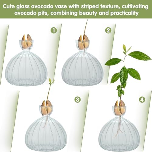Large Avocado Grow Vase Glass Striped Acorn Seed Starter Vase for Growing