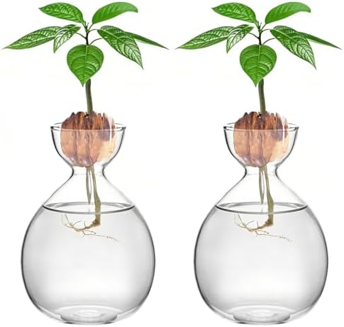 2PCS Small Avocado Grow Vase Glass Acorn Seed Starter Vase Pot for Growing