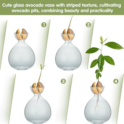 2PCS Small Avocado Grow Vase Glass Acorn Seed Starter Vase Pot for Growing