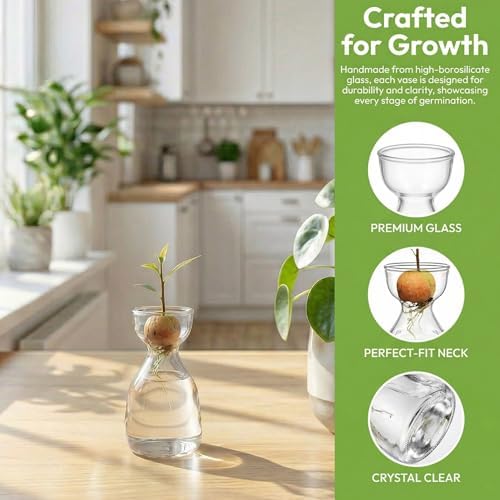 Hiceeden 3 Pack Avocado Seed Starter Vase for Growing, Glass Acorn Tree Growing Kit Vase, Small Avocado Tree Plant Pot Seed Planter, Flower Bud Vases Gift for Gardening Lovers