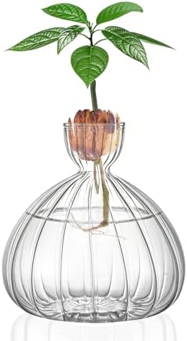 Large Avocado Grow Vase Glass Striped Acorn Seed Starter Vase for Growing