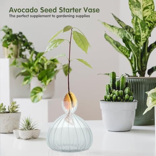 Large Avocado Grow Vase Glass Striped Acorn Seed Starter Vase for Growing