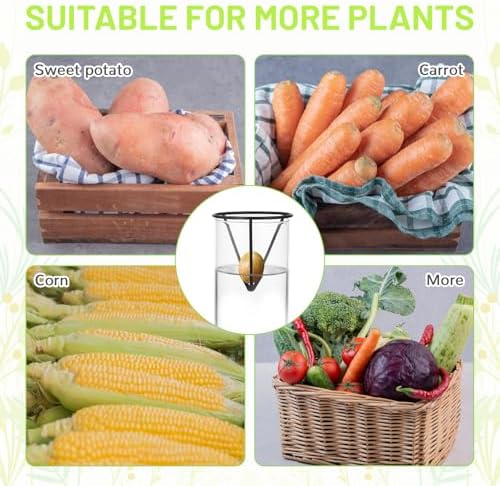 4Pcs Avocado Seed Starter vase Holders That can be Used as Propagation Kits for Plant Propagation vases, not only for Avocados but Also for Other Similar Plants (Carrots, Sweet Potatoes, etc)
