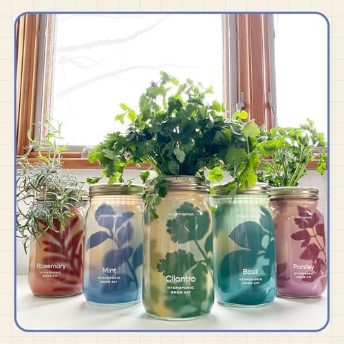 Modern Sprout Mason Garden Jar - Self-Watering Hydroponics Kit - Mint