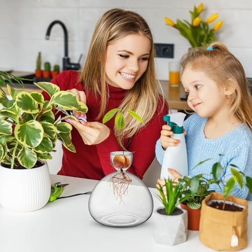 Large Avocado Grow Vase Glass Acorn Seed Starter Vase Planter for Growing