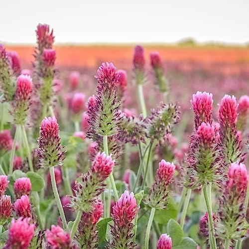 Clover Trio Seed Blend – Premium 1 Lb ~179,200 Seeds – Red, White & Crimson Clover – Cover Crop & Soil Enrichment Mix