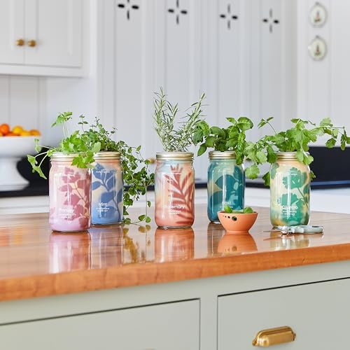 Modern Sprout Mason Jar Grow Set 6pk - Hydroponic Indoor Herb Garden Kit