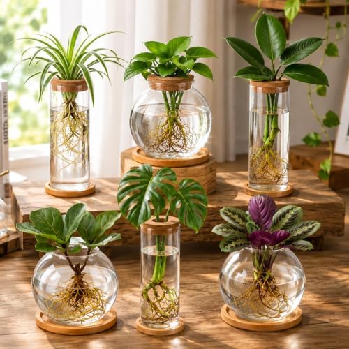 Honeydak 6 Pcs Plants Propagation Stations with Wooden Lid and Bamboo Stand