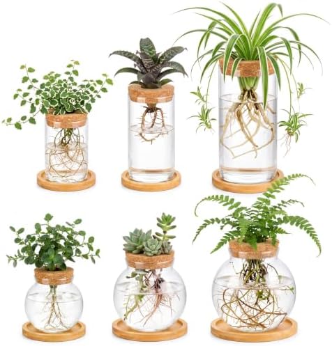 Honeydak 6 Pcs Plants Propagation Station Desktop Glass Propagation Round