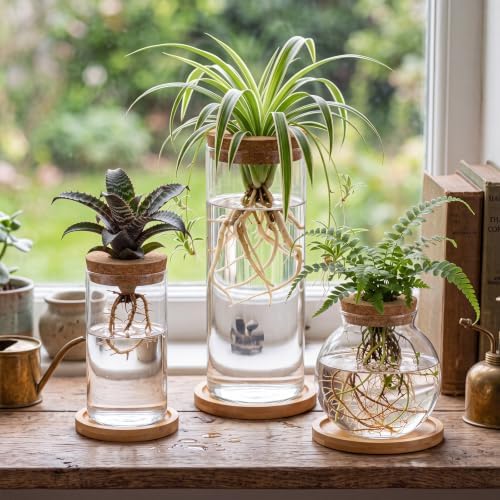 Honeydak 6 Pcs Plants Propagation Station Desktop Glass Propagation Round
