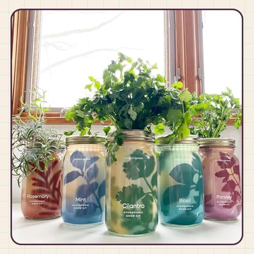 Modern Sprout Mason Garden Jar - Self-Watering Hydroponics Kit - Parsley