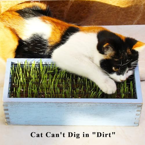 Wooden Cat Grass Planter (no Seeds Included) Anti Digging Design