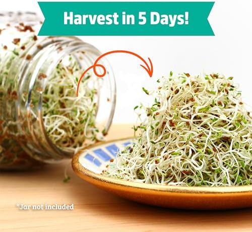 Back to the Roots 100% Organic Alfalfa Seeds | 1 Pound Non-GMO | Nutrient Dense, Easy to Grow, Rich in Fiber