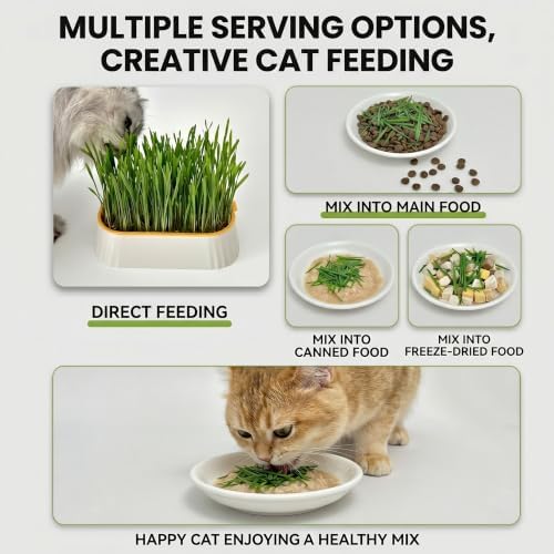 Organic Cat Grass Planter Indoor Hydroponic Wheatgrass Seed Sprout Tray