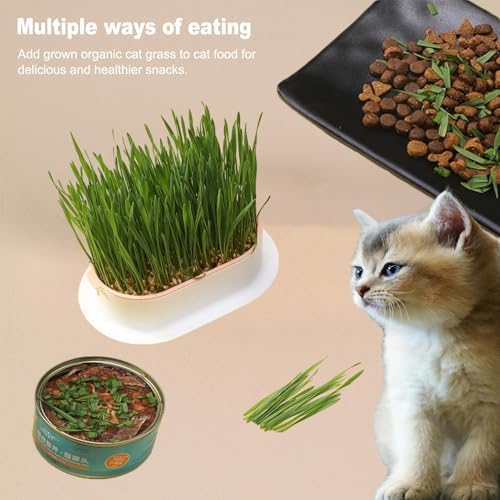3Pcs Cat Grass Planter, Plastic Wheatgrass Planting Trays Hydroponic Cat Grass Growing Kits for Indoor Cats Soilless Nursery Box Pet Grass Pot (3 Color)