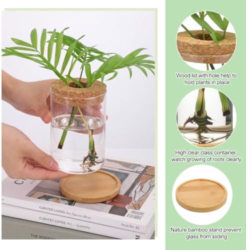 Honeydak 6 Pcs Plants Propagation Station Desktop Glass Propagation Round